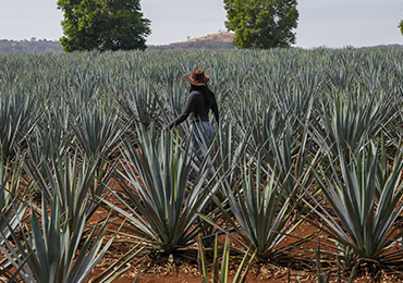 Boda en campo agavero