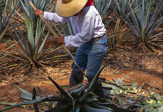 Eventos sociales en Casa Mayahuel