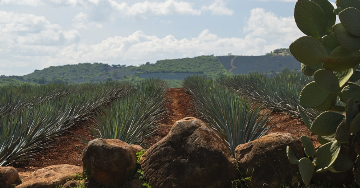Celebra tu boda en un rancho agavero