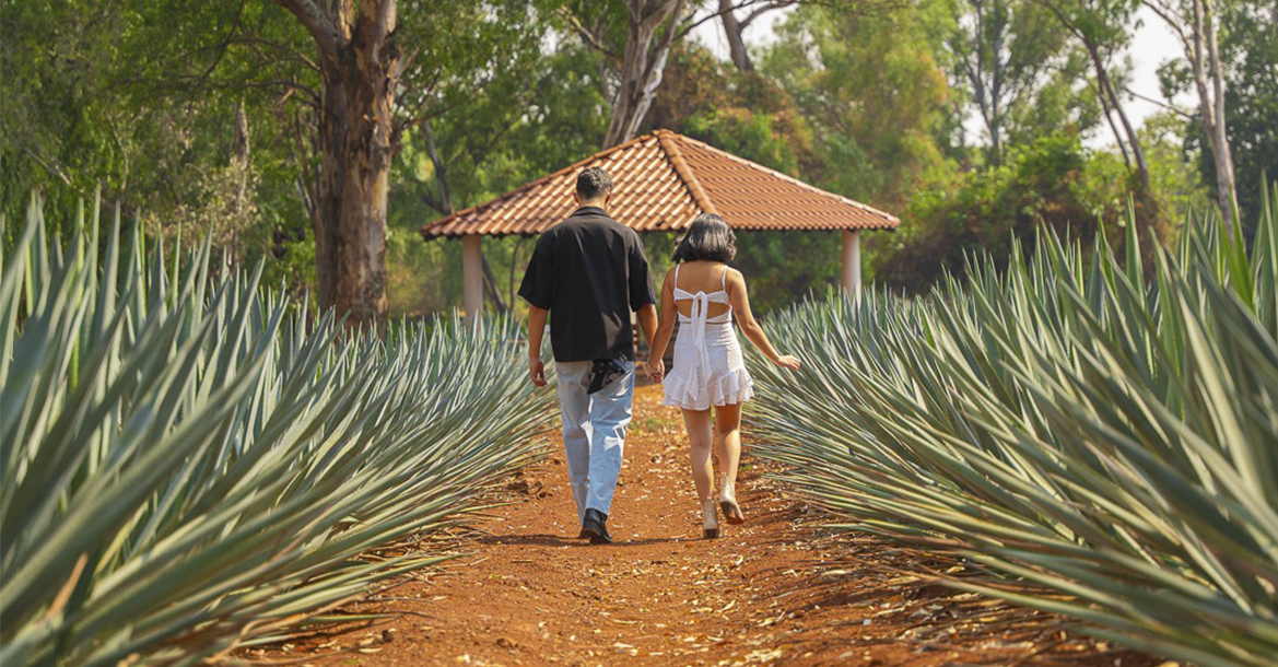 Campo agavero en Casa Mayahuel