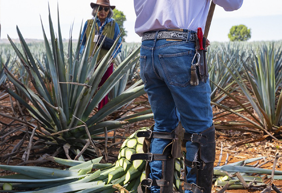rancho agavero casa mayahuel