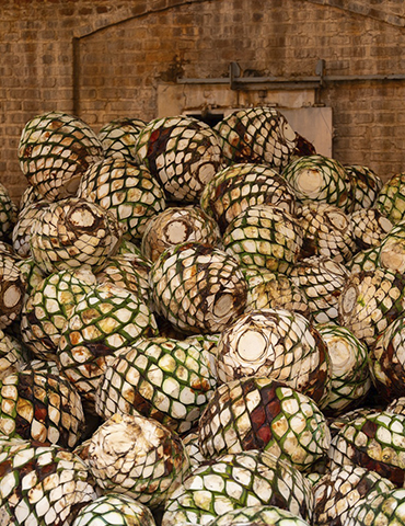 Rancho Agavero en Jalisco